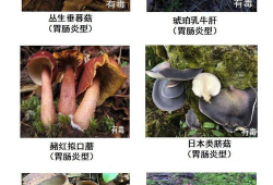 17c吃瓜蘑菇视频爆料,揭秘娱乐圈惊人内幕